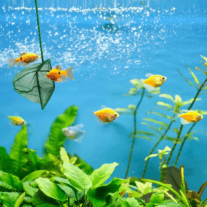 Akvaryum Balık Kepçesi 7.5 Cm.