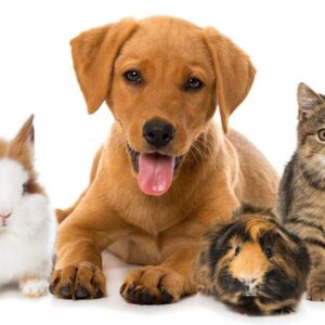 Evcil Hayvan Ürünleri